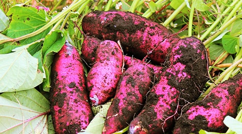 美味しそうなサツマイモが沢山ある