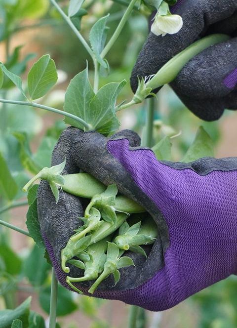 沢山のインゲン豆を採っている