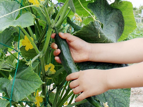 立派なキュウリを採っている