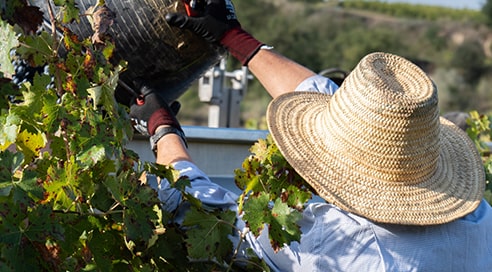 麦わら帽子をかぶった人が収穫している