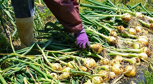 野菜を収穫している