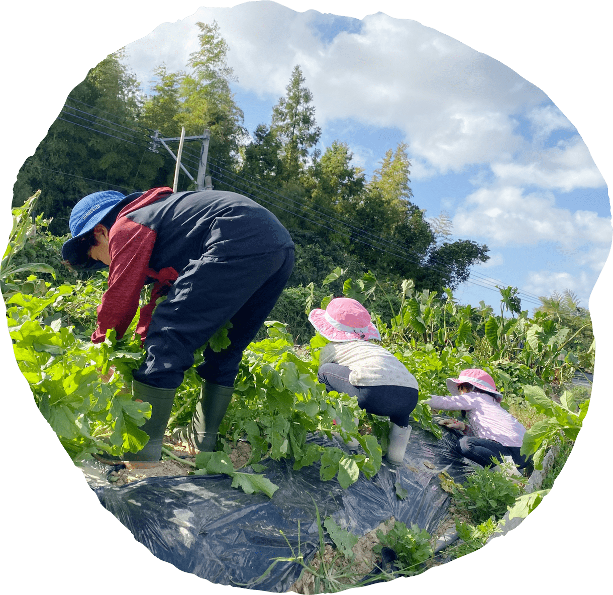 子供たちが野菜を採っている